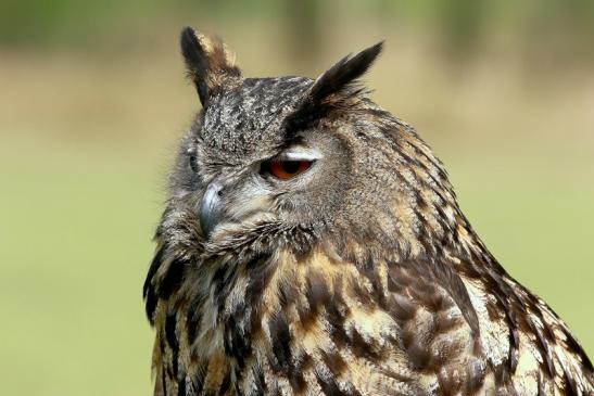 Uhu - Falknerei - Wildpark Alte Fasanerie Klein Auheim 2017