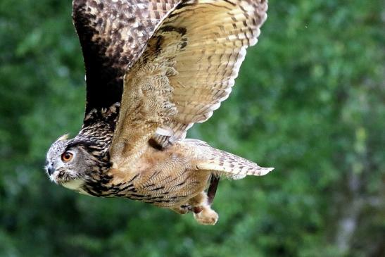 Uhu - Falknerei - Wildpark Alte Fasanerie Klein Auheim 2018