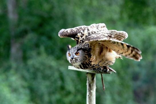 Uhu - Falknerei - Wildpark Alte Fasanerie Klein Auheim 2018