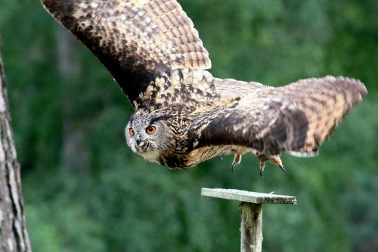 Uhu - Falknerei - Wildpark Alte Fasanerie Klein Auheim 2018