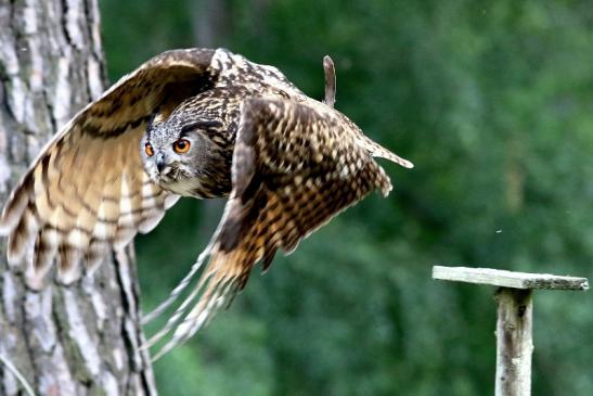 Uhu - Falknerei - Wildpark Alte Fasanerie Klein Auheim 2018