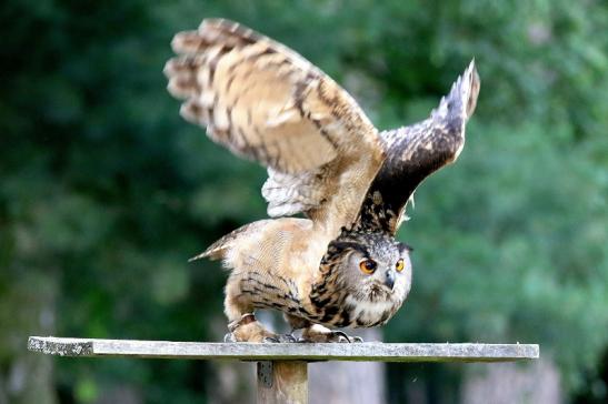 Uhu - Falknerei - Wildpark Alte Fasanerie Klein Auheim 2018