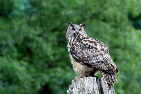 Uhu - Falknerei - Wildpark Alte Fasanerie Klein Auheim 2018