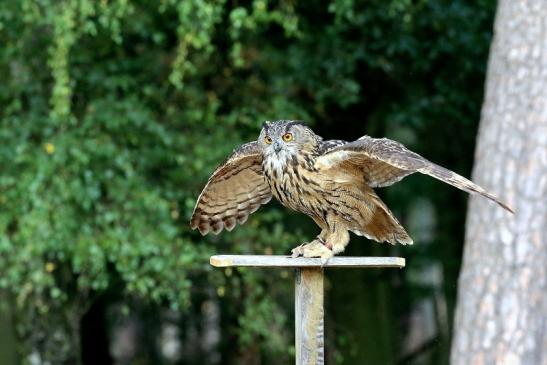 Uhu - Falknerei - Wildpark Alte Fasanerie Klein Auheim 2018