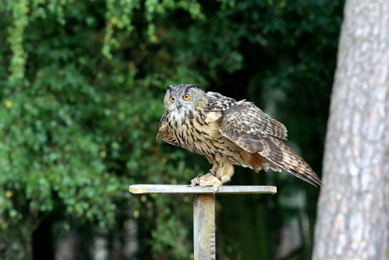 Uhu - Falknerei - Wildpark Alte Fasanerie Klein Auheim 2018