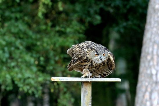 Uhu - Falknerei - Wildpark Alte Fasanerie Klein Auheim 2018