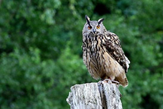 Uhu - Falknerei - Wildpark Alte Fasanerie Klein Auheim 2018