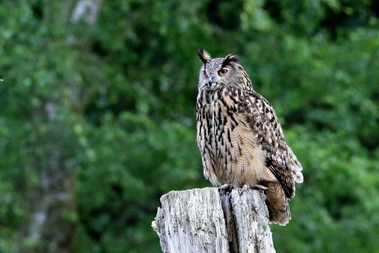 Uhu - Falknerei - Wildpark Alte Fasanerie Klein Auheim 2018