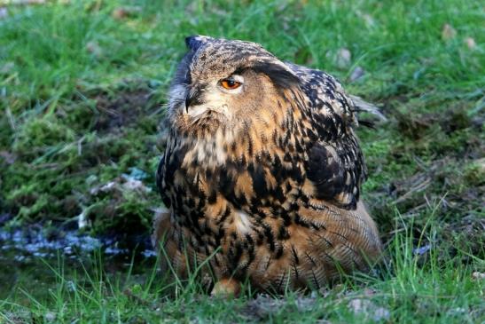 Uhu Wildpark Alte Fasanerie Klein Auheim 2015