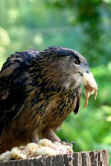 Uhu Wildpark Alte Fasanerie Klein Auheim 2015