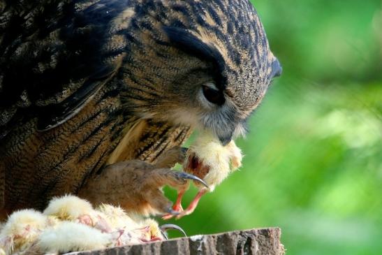 Uhu Wildpark Alte Fasanerie Klein Auheim 2015