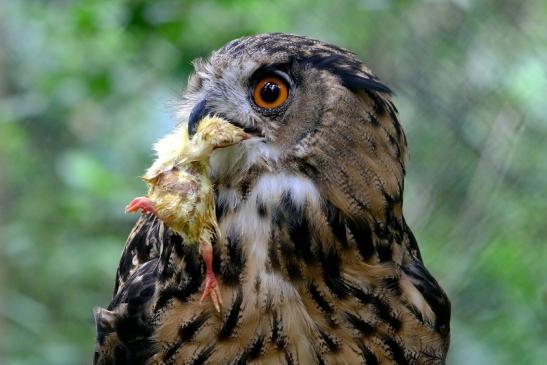 Uhu Wildpark Alte Fasanerie Klein Auheim 2017