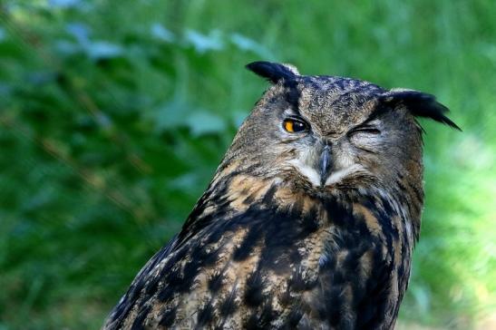 Uhu Wildpark Alte Fasanerie Klein Auheim 2018