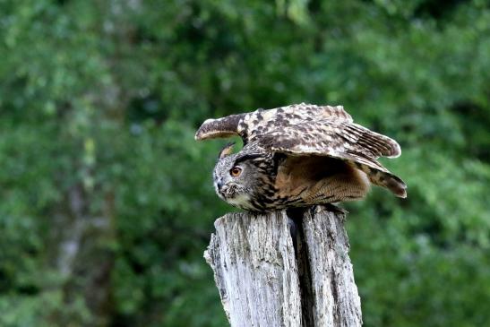 Uhu - Falknerei - Wildpark Alte Fasanerie Klein Auheim 2018