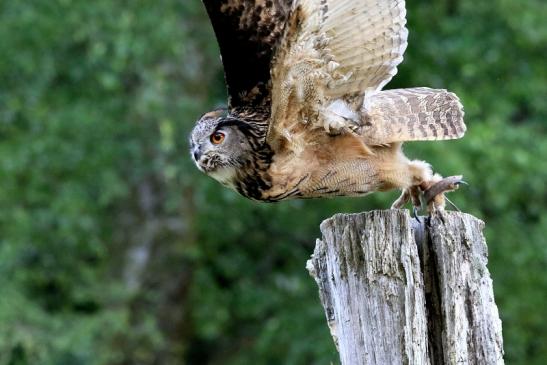 Uhu - Falknerei - Wildpark Alte Fasanerie Klein Auheim 2018