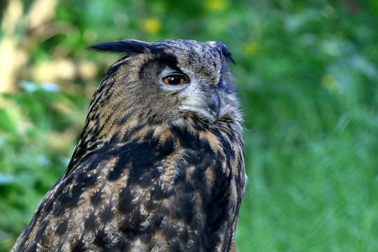 Uhu Wildpark Alte Fasanerie Klein Auheim 2018