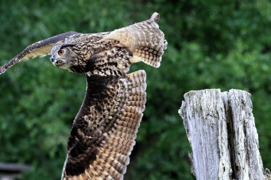 Uhu - Falknerei - Wildpark Alte Fasanerie Klein Auheim 2018