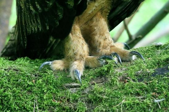 Uhu Wildpark Alte Fasanerie Klein Auheim 2018