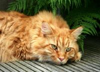 Maine Coon