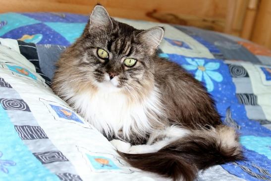 Unsere Maine Coon Diana 2020