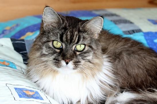 Unsere Maine Coon Diana 2020