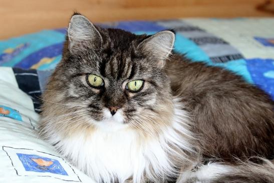 Unsere Maine Coon Diana 2020