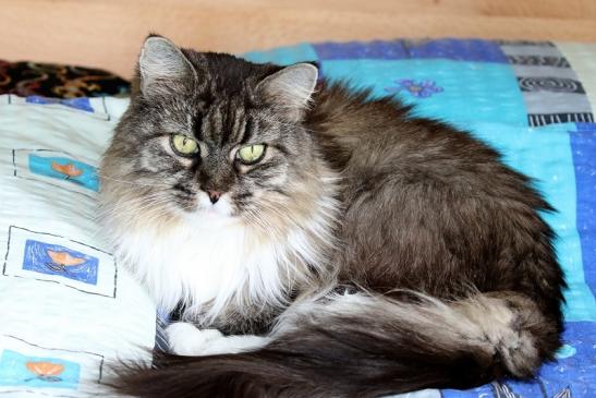 Unsere Maine Coon Diana 2020