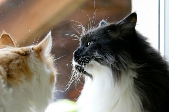 Unsere Maine Coon Leon und Peaches 2020