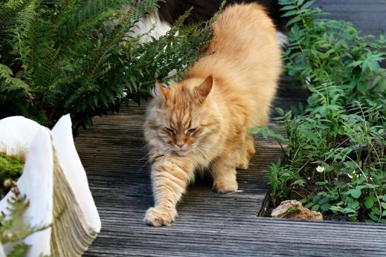 Unsere Maine Coon Joshy 2020