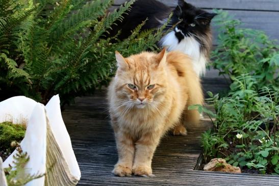 Unsere Maine Coon Joshy und Peaches 2020