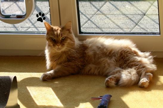 Unsere Maine Coon Joshy 2020