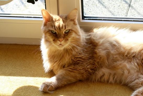 Unsere Maine Coon Joshy 2020