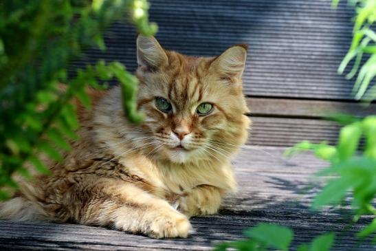 Unsere Maine Coon Joshy 2020