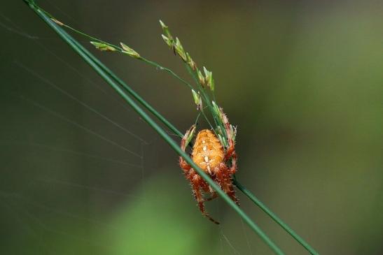 Vierfleck Kreuzspinne Wildpark Alte Fasanerie Klein Auheim 2017