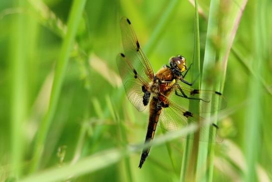 Vierfleck Libelle NSG See am Goldberg Heusenstamm 2016