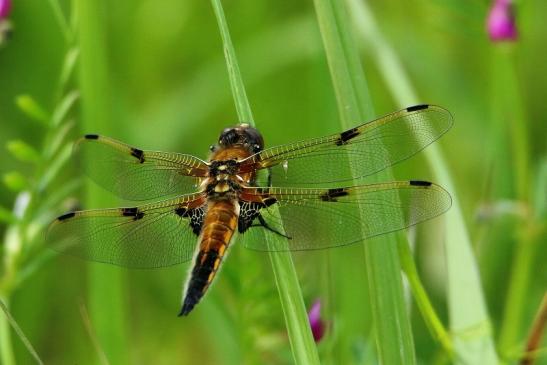 Vierfleck Libelle NSG See am Goldberg Heusenstamm 2016