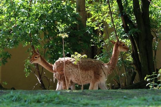 Vikunja Zoo Frankfurt am Main 2017 