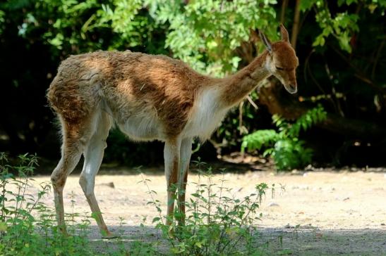 Vikunja Zoo Frankfurt am Main 2017 