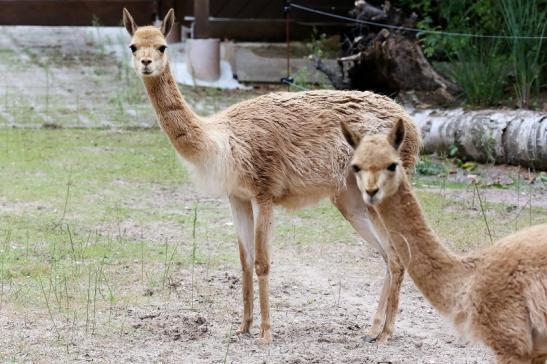 Vikunja Zoo Vivarium Darmstadt 2019