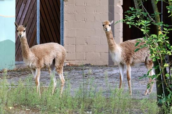 Vikunja Zoo Vivarium Darmstadt 2019