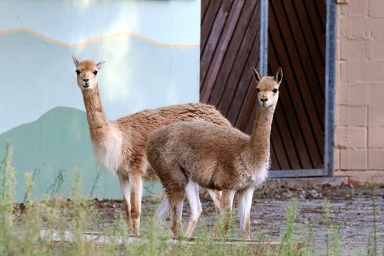 Vikunja Zoo Vivarium Darmstadt 2019