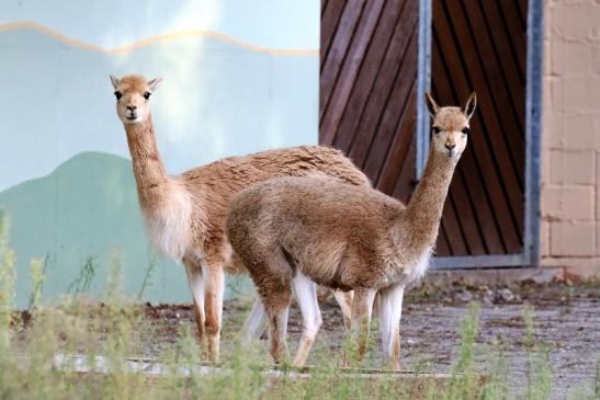 Vikunja Zoo Vivarium Darmstadt 2019