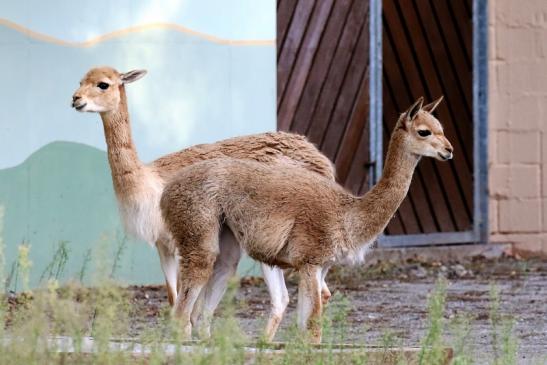 Vikunja Zoo Vivarium Darmstadt 2019