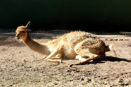 Vikunja Zoo Vivarium Darmstadt 2019