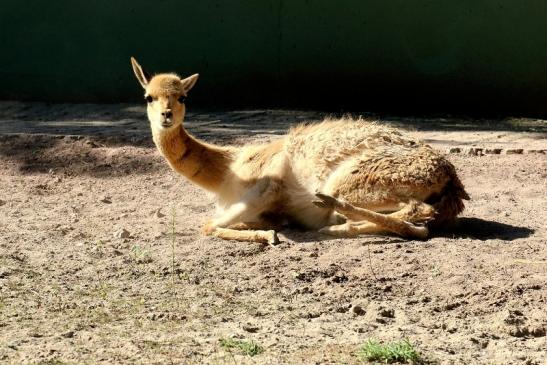 Vikunja Zoo Vivarium Darmstadt 2019