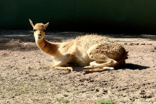 Vikunja Zoo Vivarium Darmstadt 2019