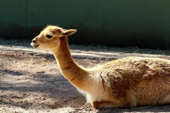 Vikunja Zoo Vivarium Darmstadt 2019