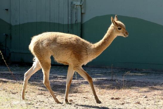 Vikunja Zoo Vivarium Darmstadt 2019