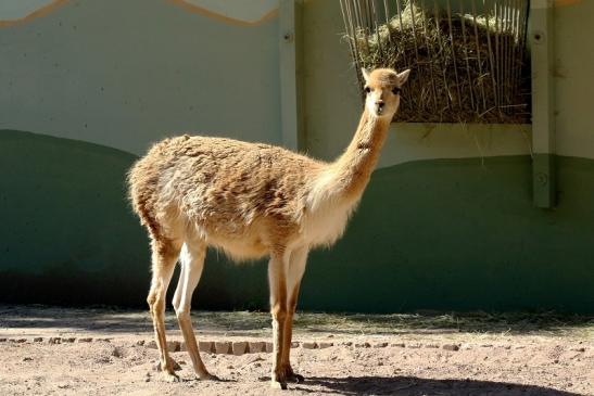 Vikunja Zoo Vivarium Darmstadt 2019