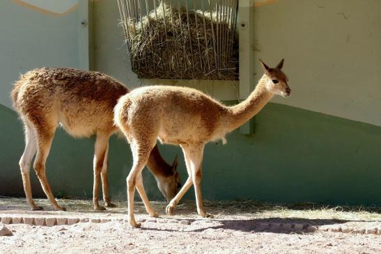 Vikunja Zoo Vivarium Darmstadt 2019